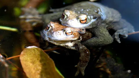 Zwei Erdkröten bei der Paarung in einem Teich.