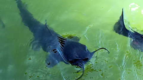 Ein Catfish (Wels) an der Wasseroberfläche.