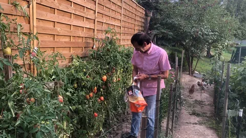 Tomanten im Garten