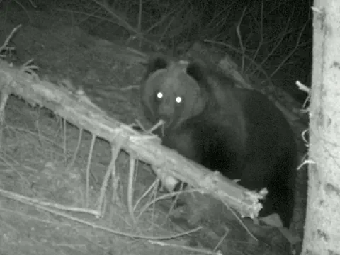 Schwarz-Weiss-Nachtbild eines Bären im Wald.