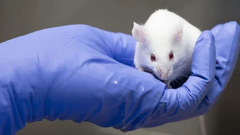 Maus in einer Hand mit Latex-Handschuh.