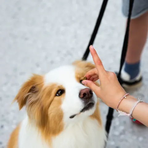 Hund macht Sitz