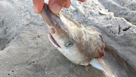 Ein Scharfnasenhai am Strand.