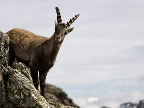 Steinbock auf einem Berggrat