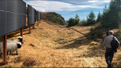 Fotomontage mit Solarpanels, Schafen und einem Wanderer.