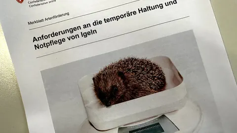 Fotografie des Titelbildes des Merkblatts «Anforderungen an die temporäre Haltung von Igeln» mit Igel in einer Waage