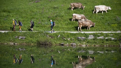 Wanderer und weidende Kühe