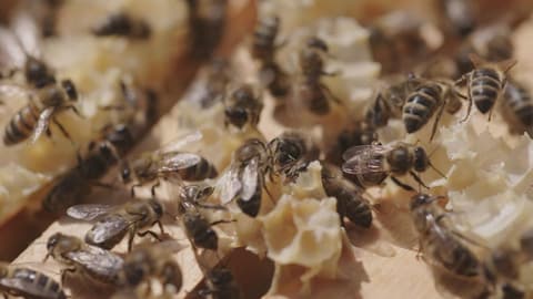 Auf dem Bild sind Bienen in einem Bienenstock zu sehen.