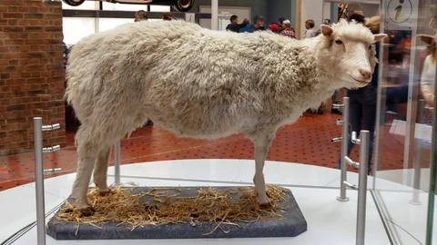 Ausgestopfter Schaf in einem Museum