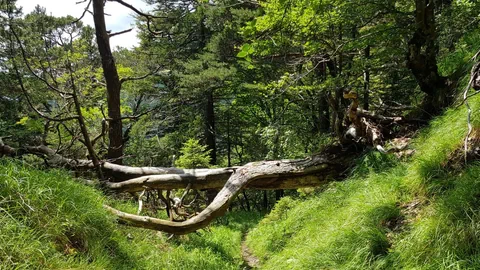 Kleiner Weg durch einen Wald, vorbei an umgestürztem Baum