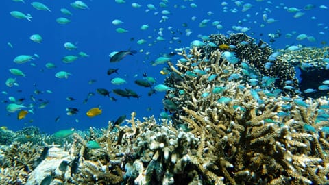 Fische schwimmen durch Korallenriff