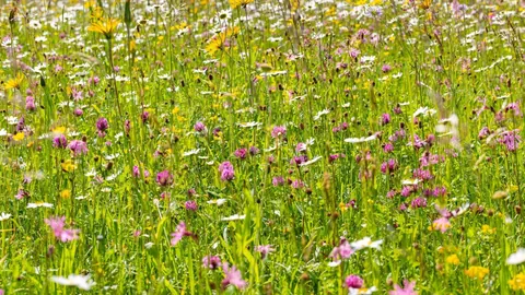 Wildblumenwiese