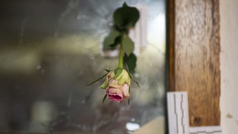 Rose in Einschussloch nach dem Terror von Wien (November 2020).