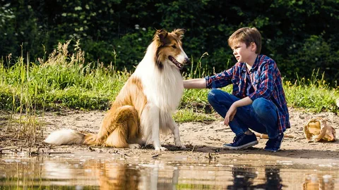 Ein Langhaarcollie und ein Junge sitzen an einem Gewässer. Im Hintergrund Wald. Der Junge streichelt den Hund.