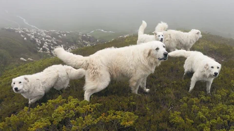 Fünf weisse Hunde in bergiger Landschaft mit Nebel.