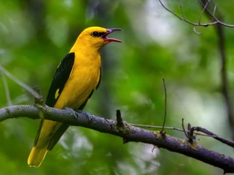 gelbschwarzer Vogel im Geäst sitzend.