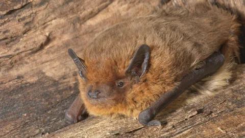 Rauhautfledermaus