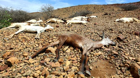 Tote Tiere in der Wüste.