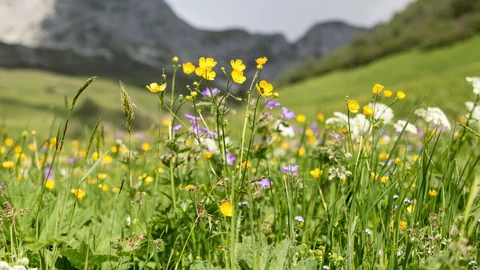 Magerwiese im Alpenraum.