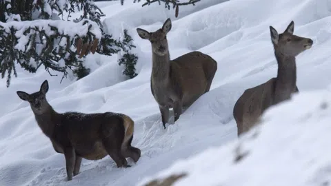 Drei Rehe im Schnee