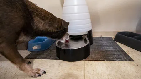 Brauner Hund trinkt Wasser aus einem Spender neben Futternäpfen auf einer Matte.