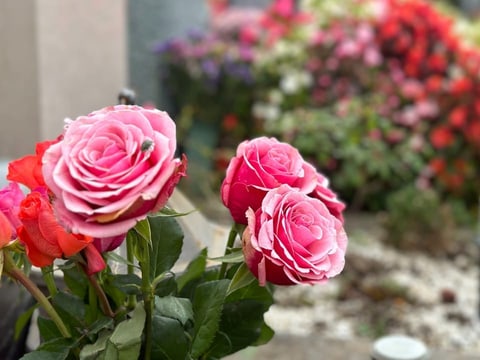 Rosarote Rosen sind vor anderen Blumen auf einem Grab zu sehen. 