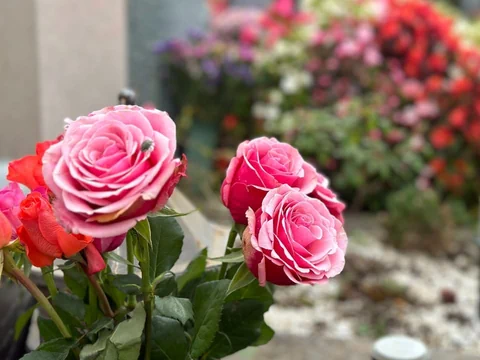 Rosarote Rosen sind vor anderen Blumen auf einem Grab zu sehen. 