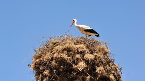 Auf dem Bild ist ein Weissstorch zu sehen.