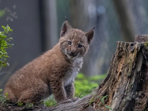 Junger Luchs sitzt vor Baumstrunk.