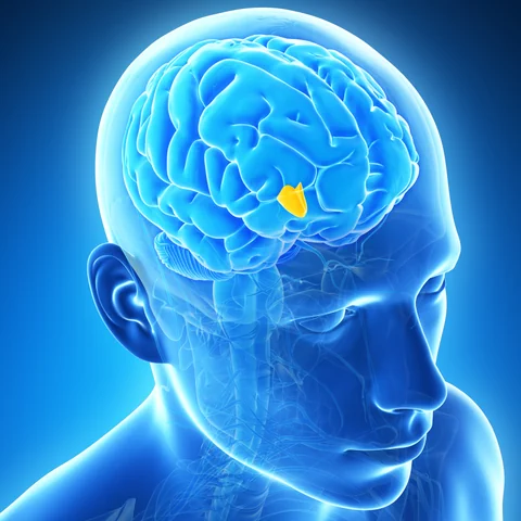 3D-Illustration des Hypothalamus, eine Struktur im Gehirn, die die Körpertemperatur regelt.