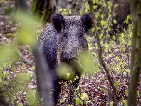 Wildschwein