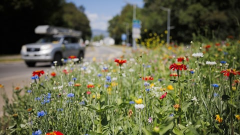 Blumenwiese neben Strasse