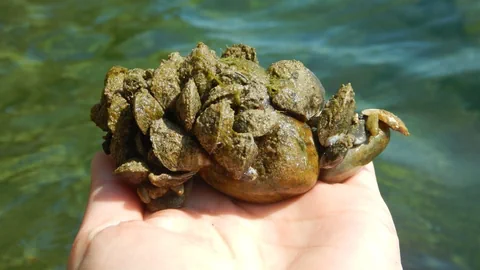 Auf dem Bild sind Quagga-Muscheln auf einem Stein zu sehen.