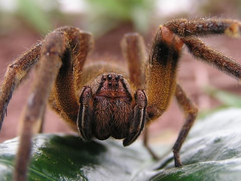 Eine achtbeinige dunkelbraune Spinne.