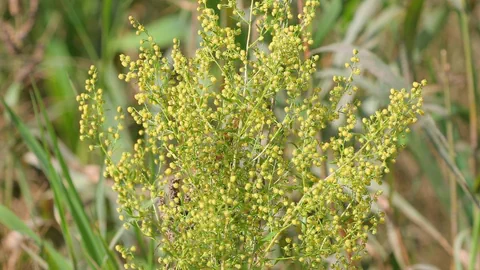 Foto eines einjährigen Beifusses (Artemisia annua)