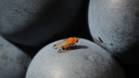 Eine Fliege sitzt auf einer Traube