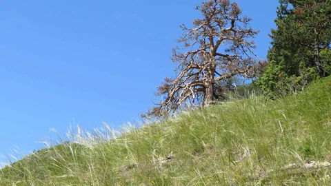 Trockenwiese in den Schweizer Alpen vor blauem Himmel