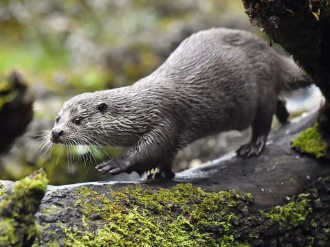 Otter auf moosbedecktem Baumstamm.