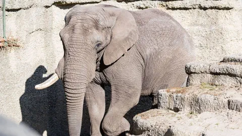 Ein Elefant