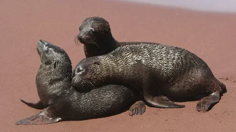 Drei Seelöwenwelpen auf den Galapagosinseln.