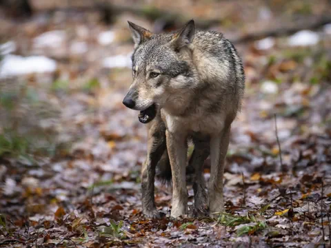 Wolf steht im herbstlichen Wald mit Laub auf dem Boden.