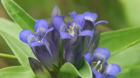 Blau-violette Kelchblumen