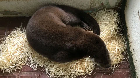 Der Fischotter mit Namen «Ivo» in seinem Gehege in Männedorf.