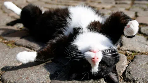 Eione Katze räkelt sich auf der Strasse