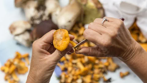 Hände halten kleines Messer und Pilz.