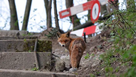 Fuchs am Waldrand in der Stadt Zürich.  