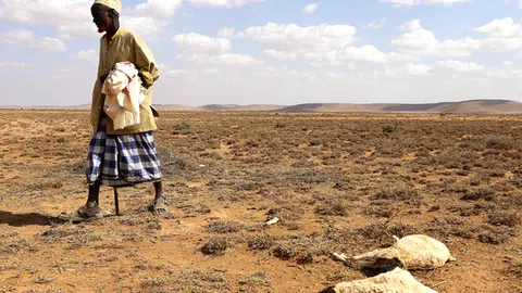 Mann mit toten Ziegen in der Wüste Somalilands.