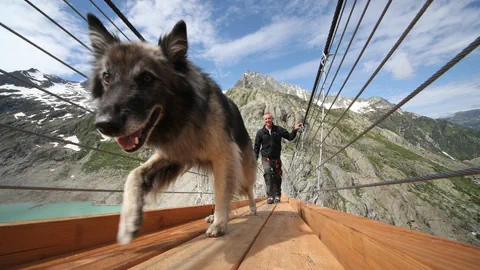 Hund und Mensch laufen über eine Hängebrücke.