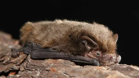 Rauhautfledermaus liegt auf einer Holzrinde