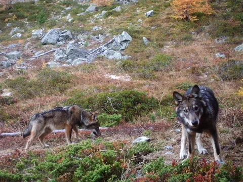 Zwei Wölfe in einer bergigen Landschaft.